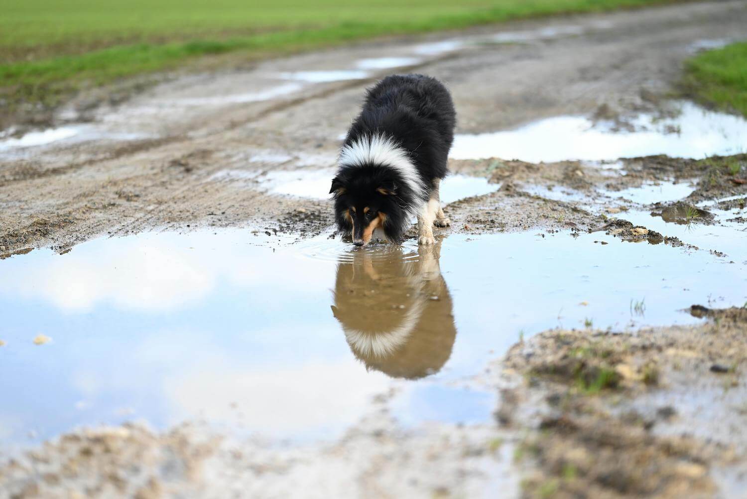 Rainy Days? Beware of Leptospirosis