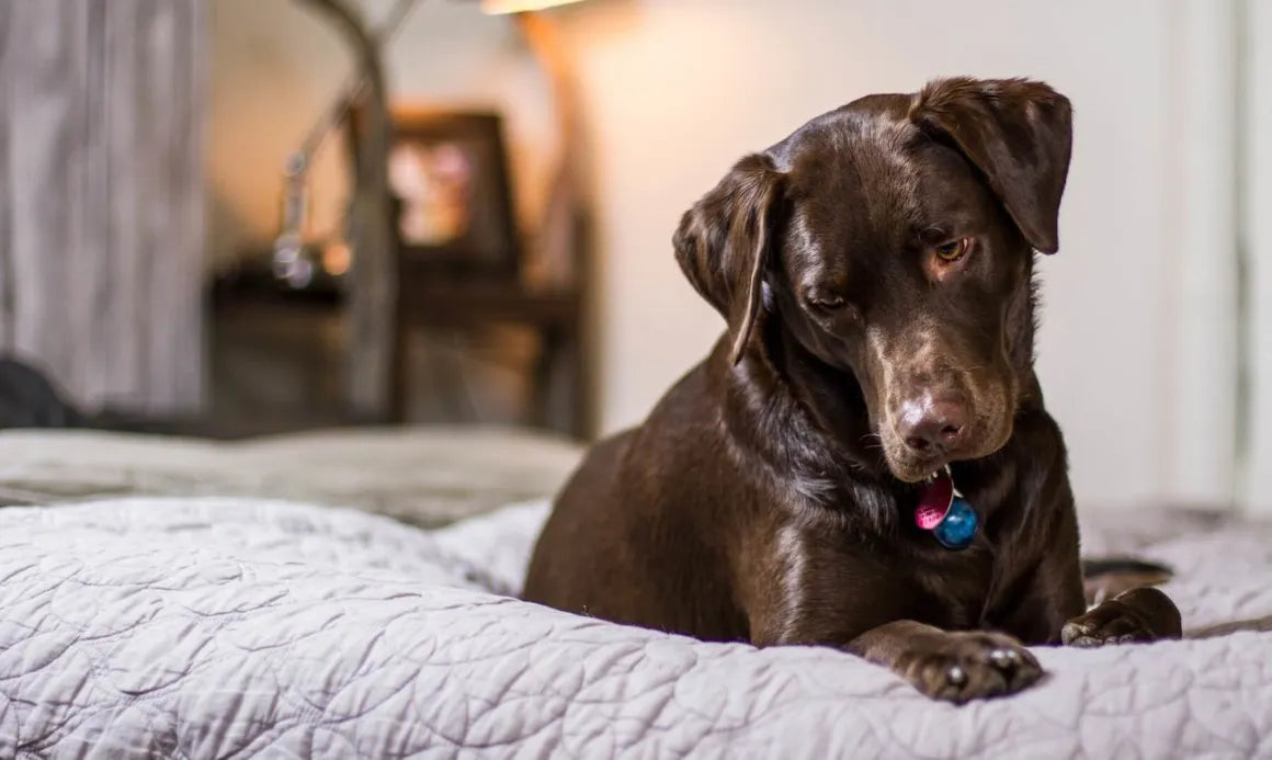 Dog Sterilisation: Should We or Should We Not Do It?