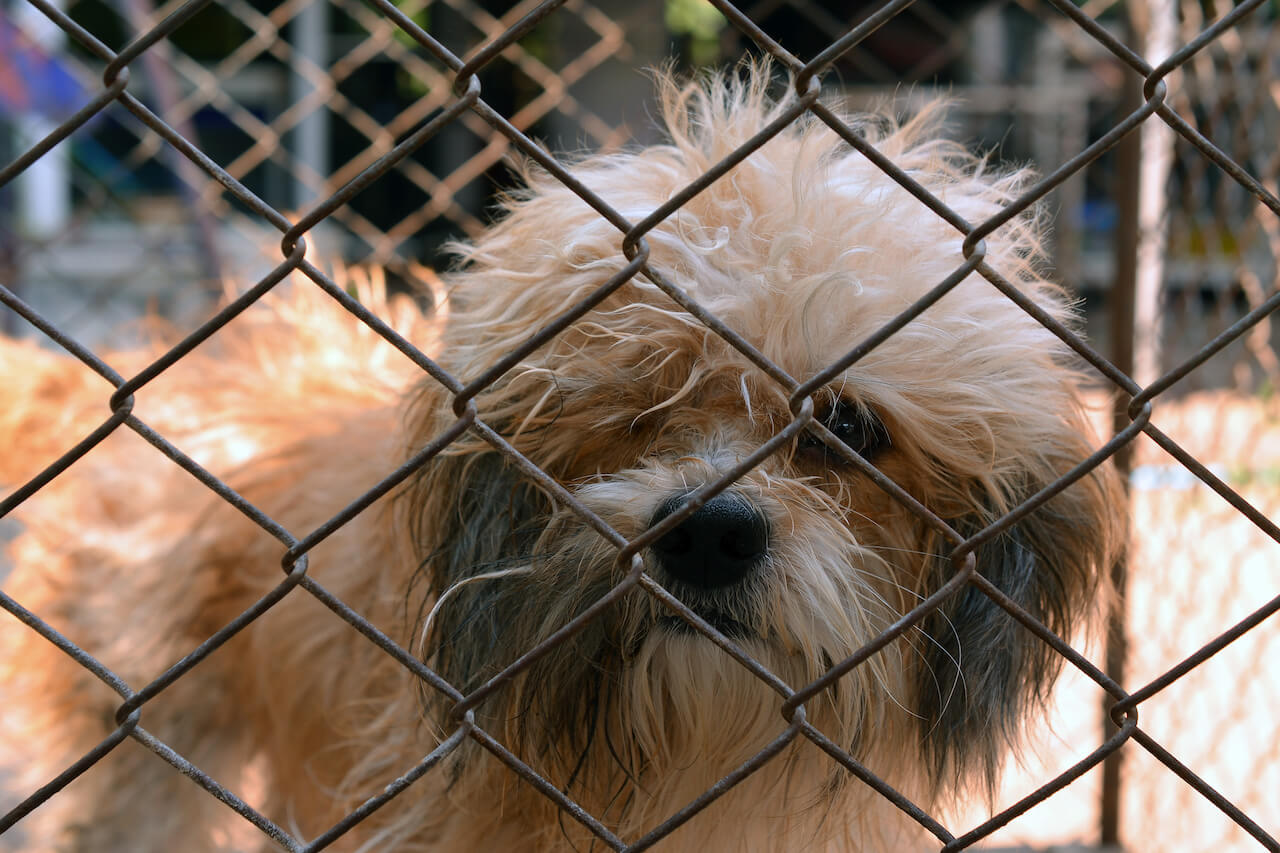 Adopt a Dog: 11 Dog Adoption Organisations in Singapore