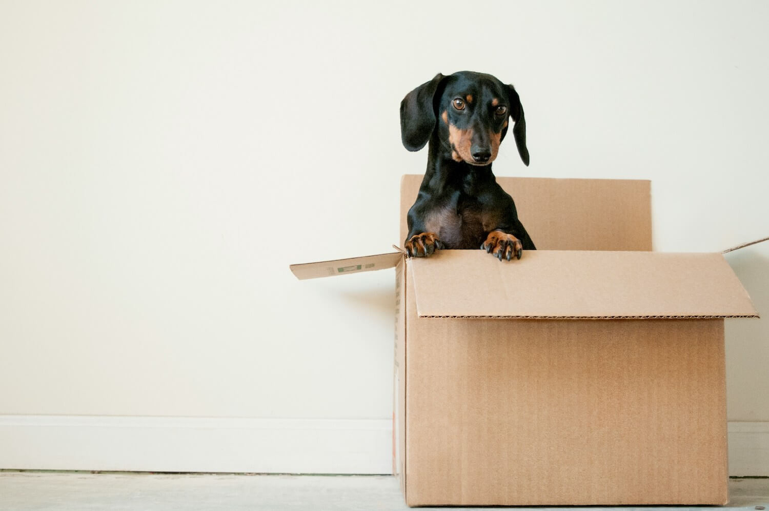 Expat Guide: Moving to Singapore with Your Dog? Here's What You Need to Know