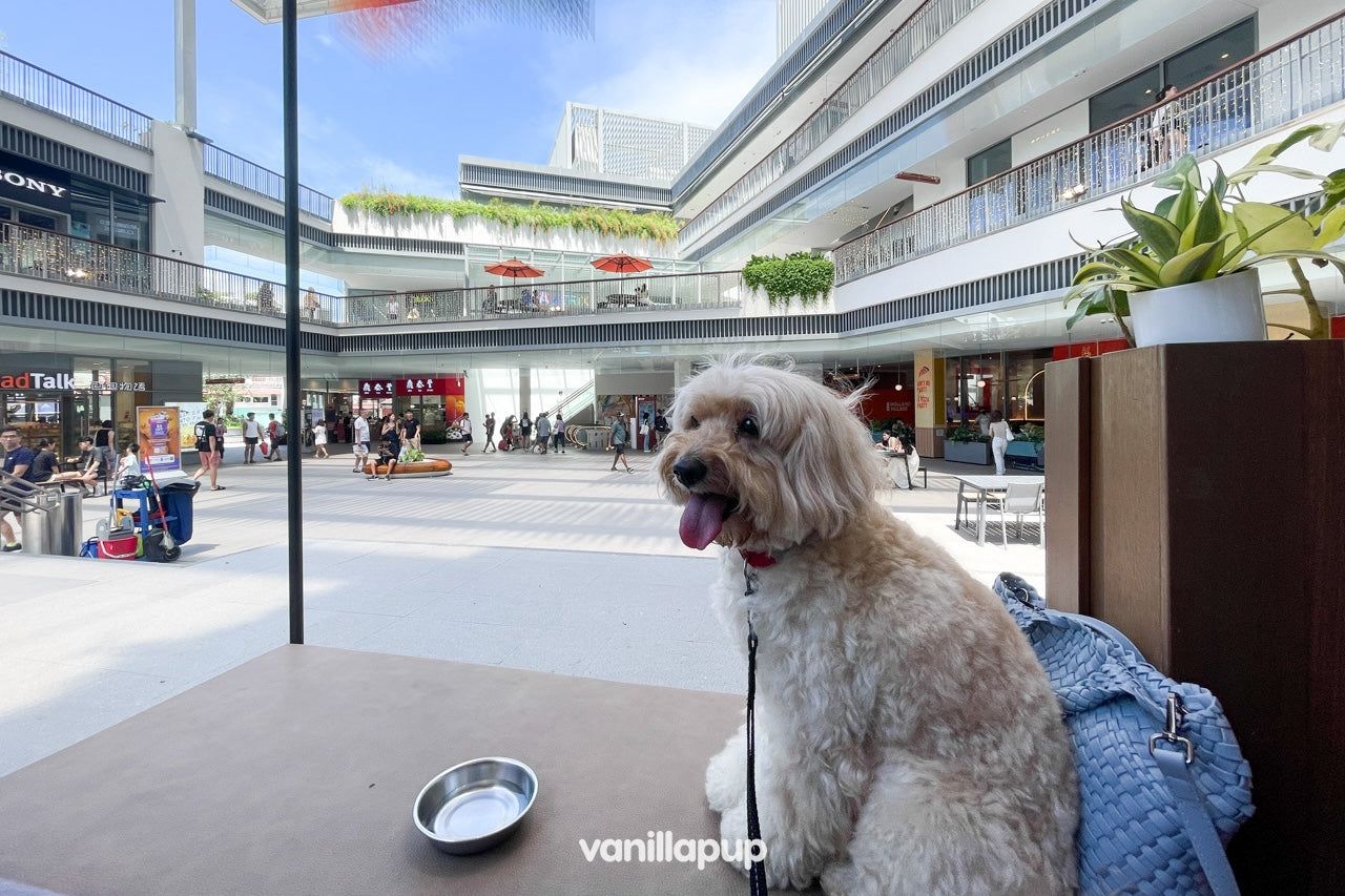 Dine with your pets at restaurants in Singapore