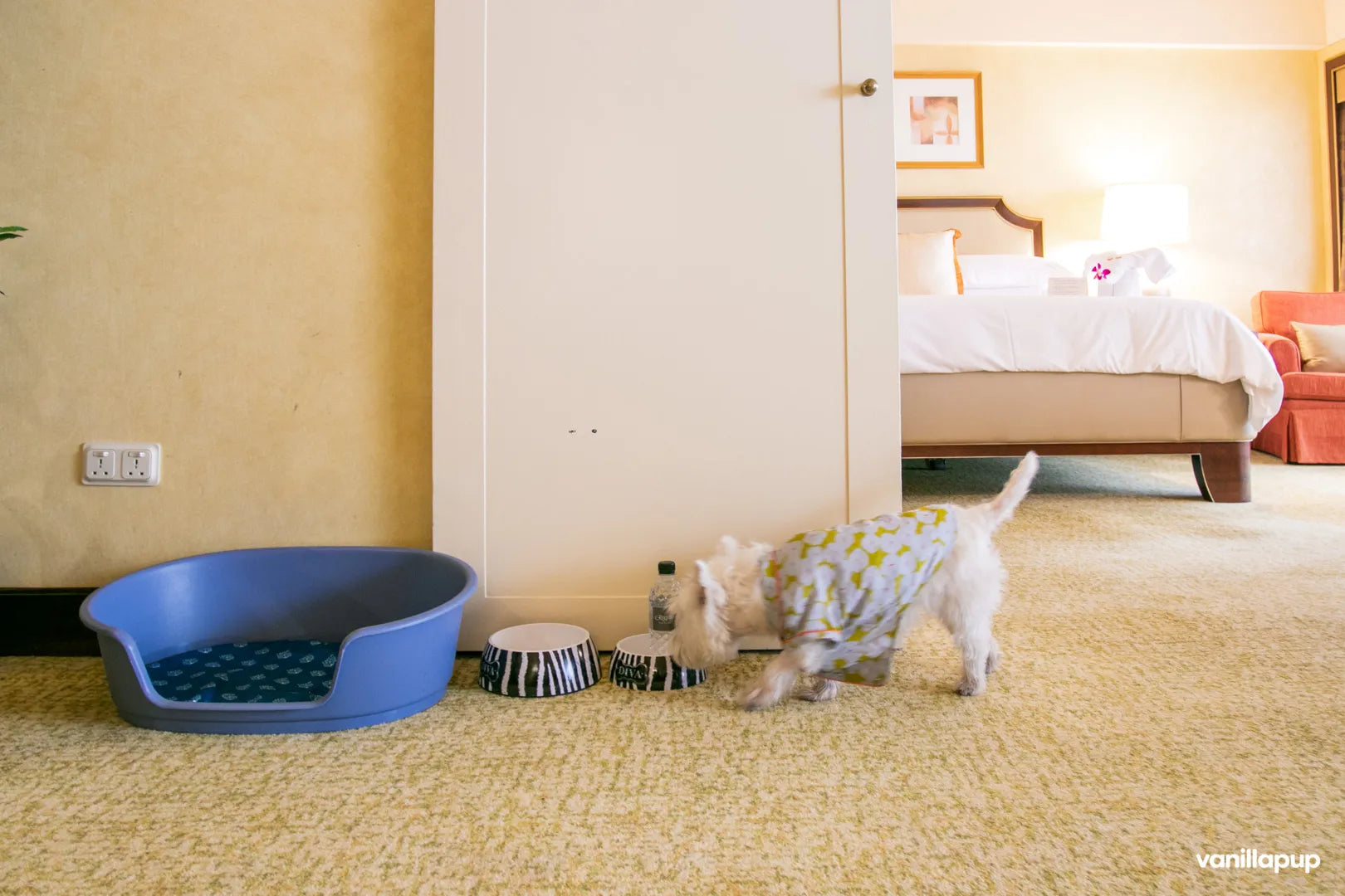 22 Dog-friendly Hotels, Serviced Apartments, and Chalets for Staycations in Singapore