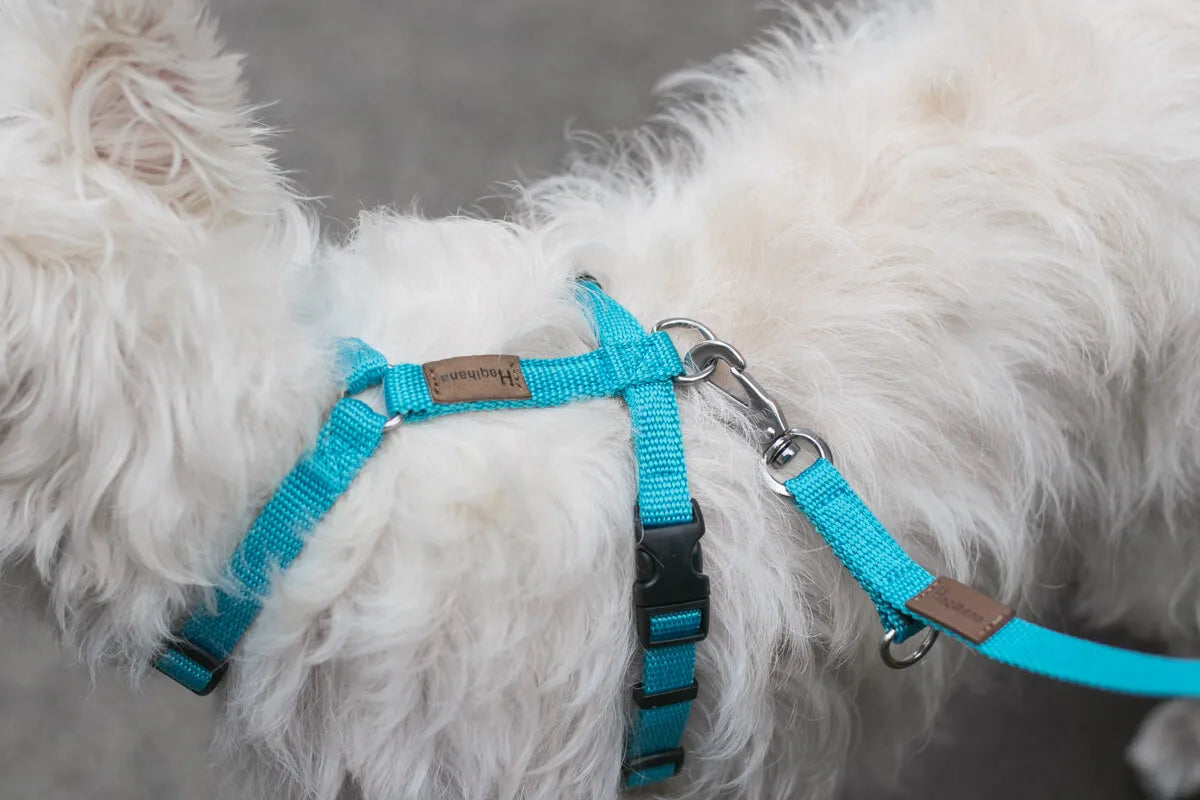 Haqihana fashion dog harness