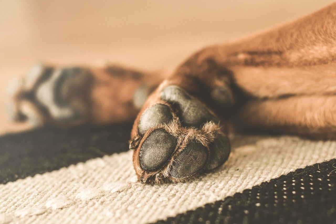Dog Paw Licking: How to Solve and Manage This Pesky Problem