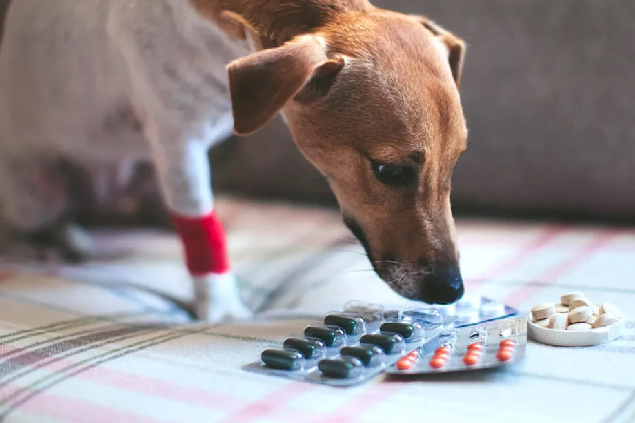 How to discount feed dog medicine