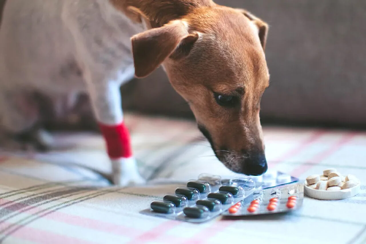 Dog Tip: The Quickest Way to Feed Your Dog a Pill