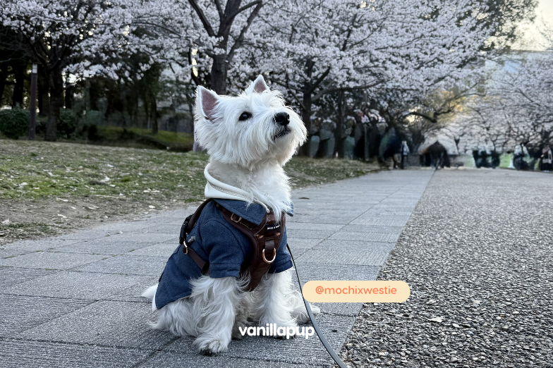 Dreaming of a Dog-Friendly Holiday? Here’s How These Singaporeans Made it Happen