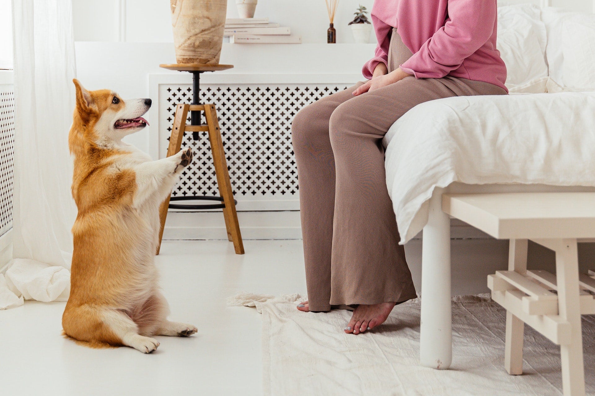 7 Dog Commands to Teach Your New Dog That Are Not Sit, Down, and Stay