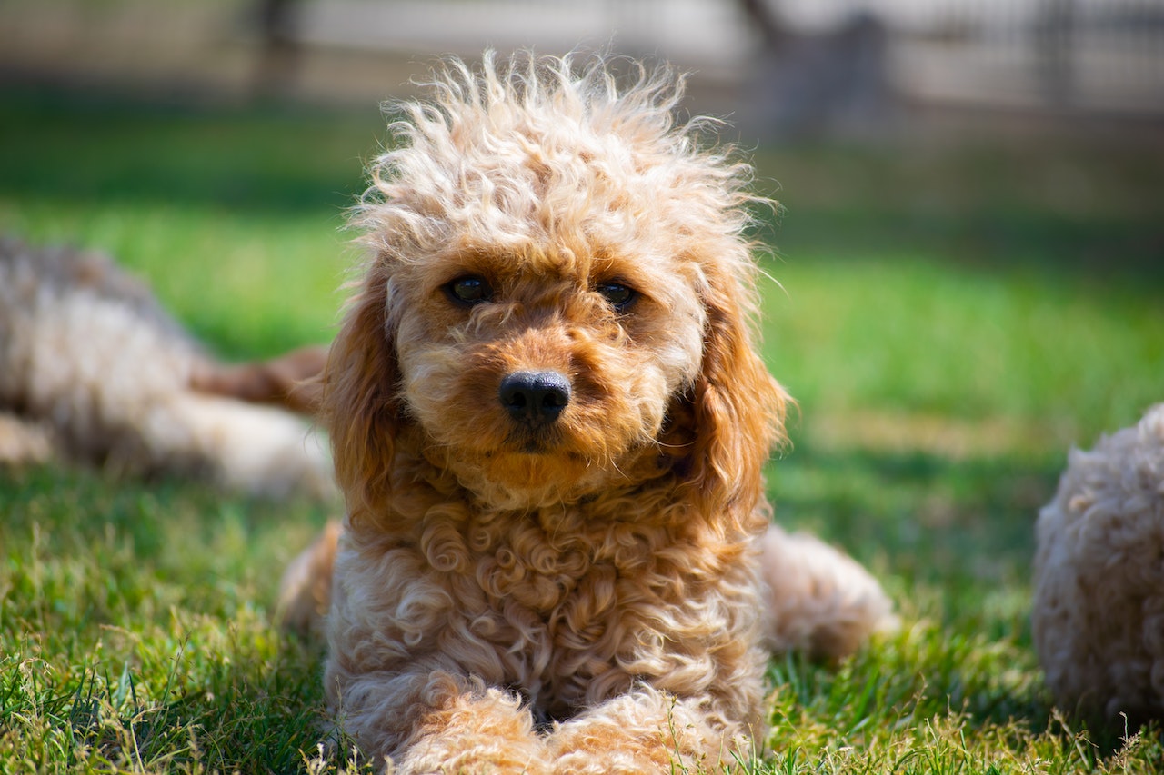 Ask a Vet: Does My Dog with Patellar Luxation Need Surgery?