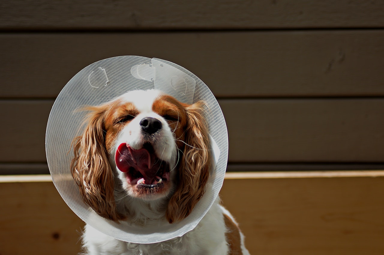 Managing Dog Itchy Skin Issues: Our Personal Experience