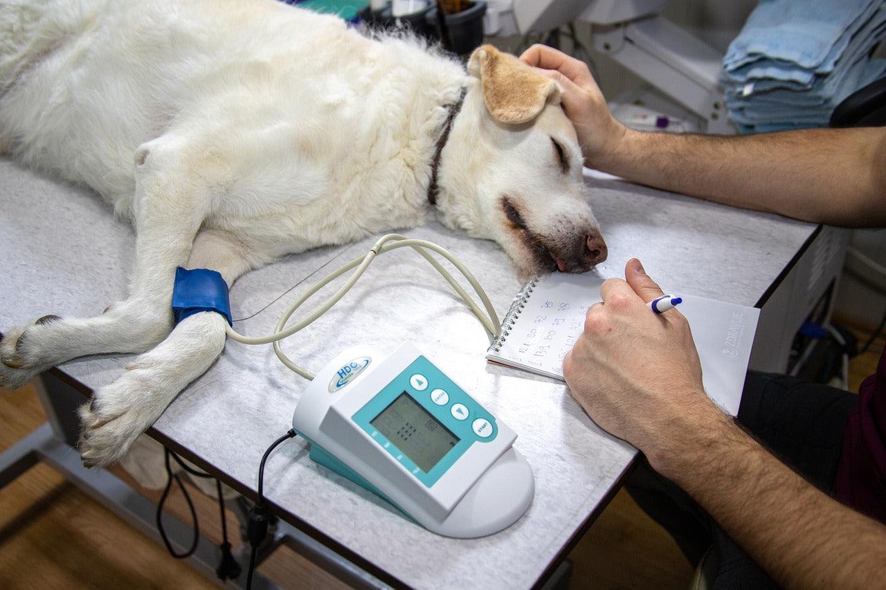 The Complete List of 24-Hour Vet Clinics in Singapore