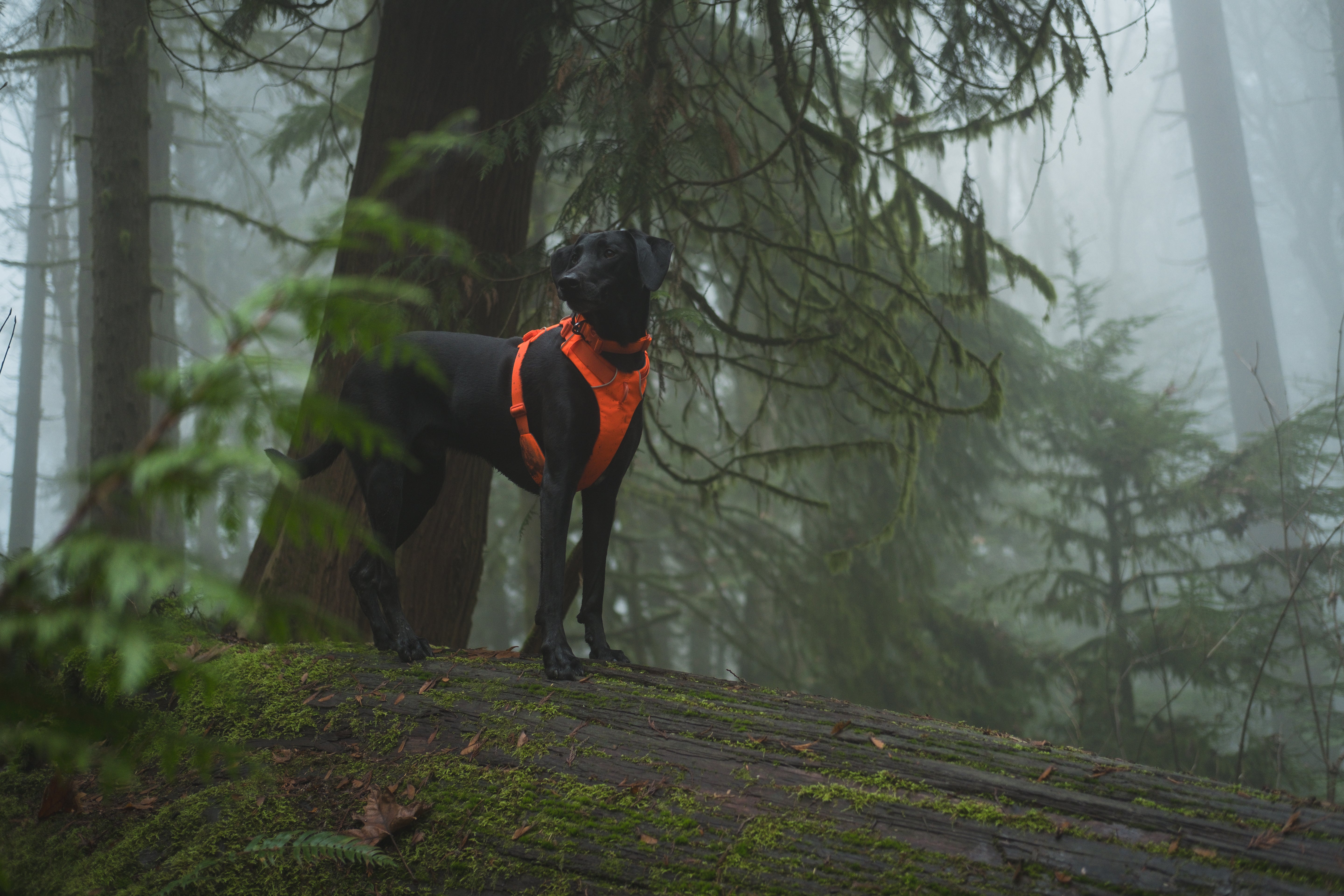 Shop Vanillapup's Ruffwear Collection