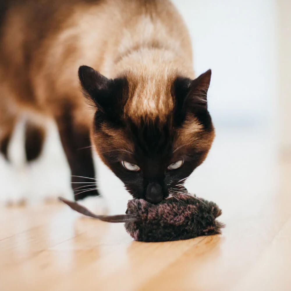 PLAY Feline Frenzy | Catch A Meowse