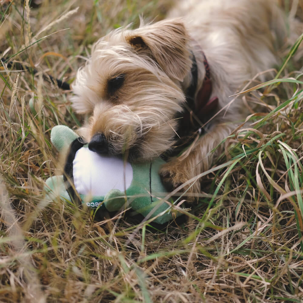 Beco Rough & Tough Recycled Toy | Frog