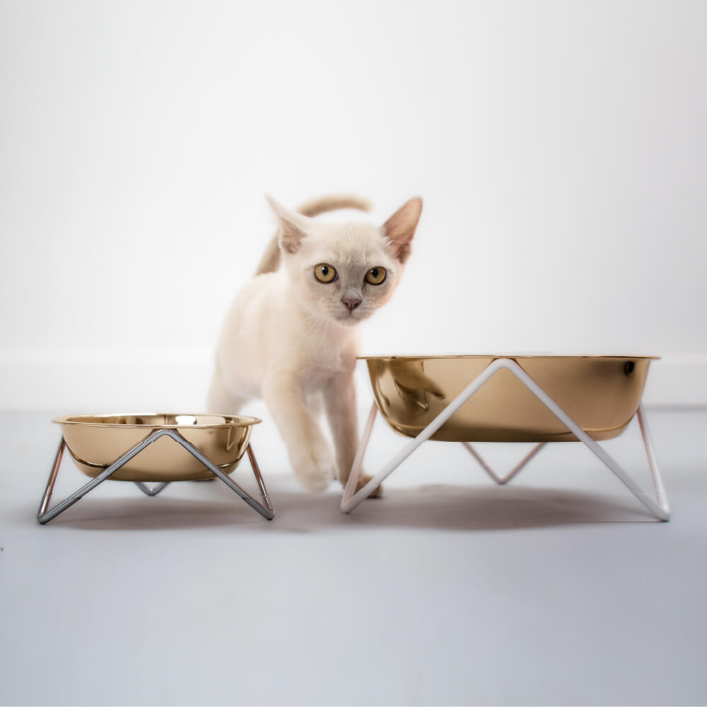 Bendo Large Pet Bowl | Black & Blush