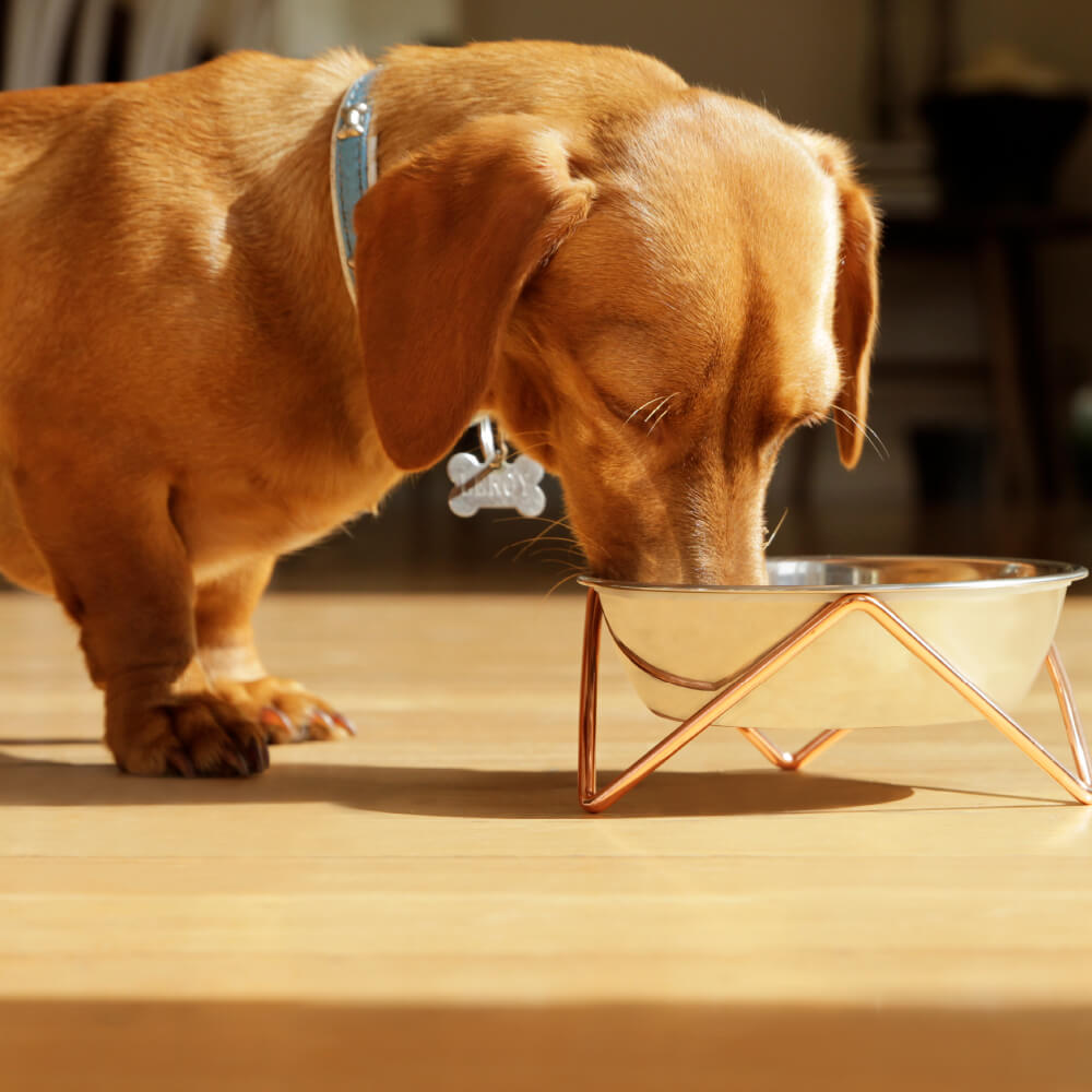 Bendo Large Pet Bowl | Black & Blush