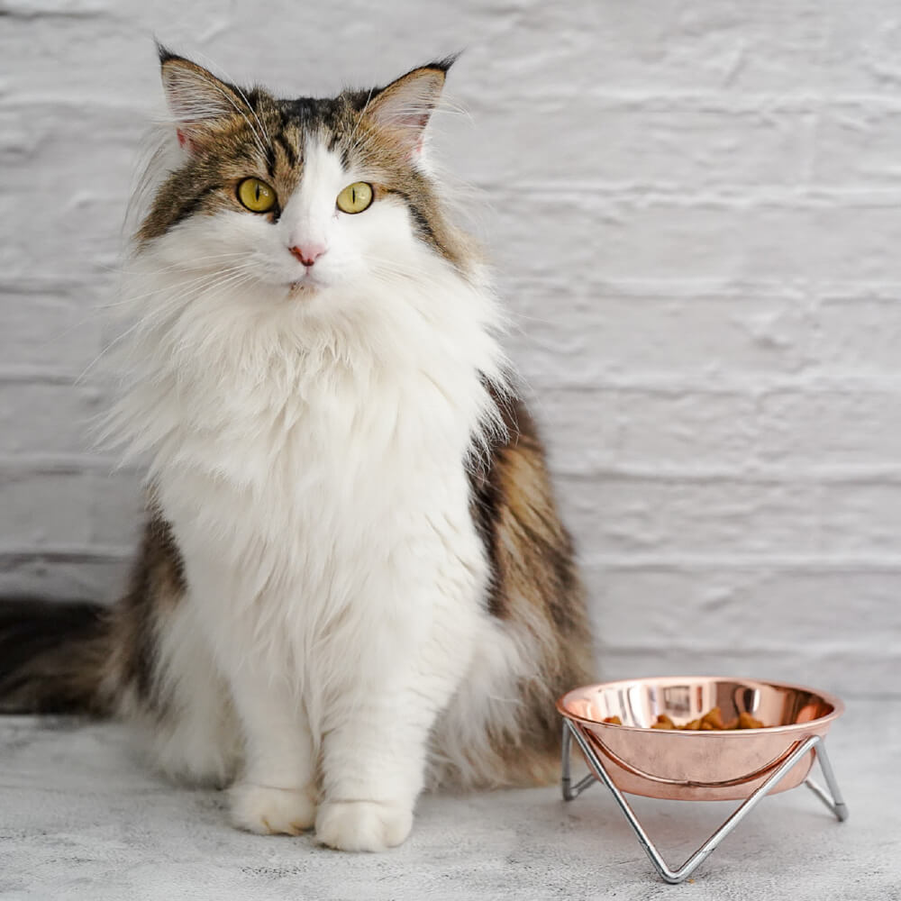 Bendo Pet Bowl | Copper & Nickel (Small)