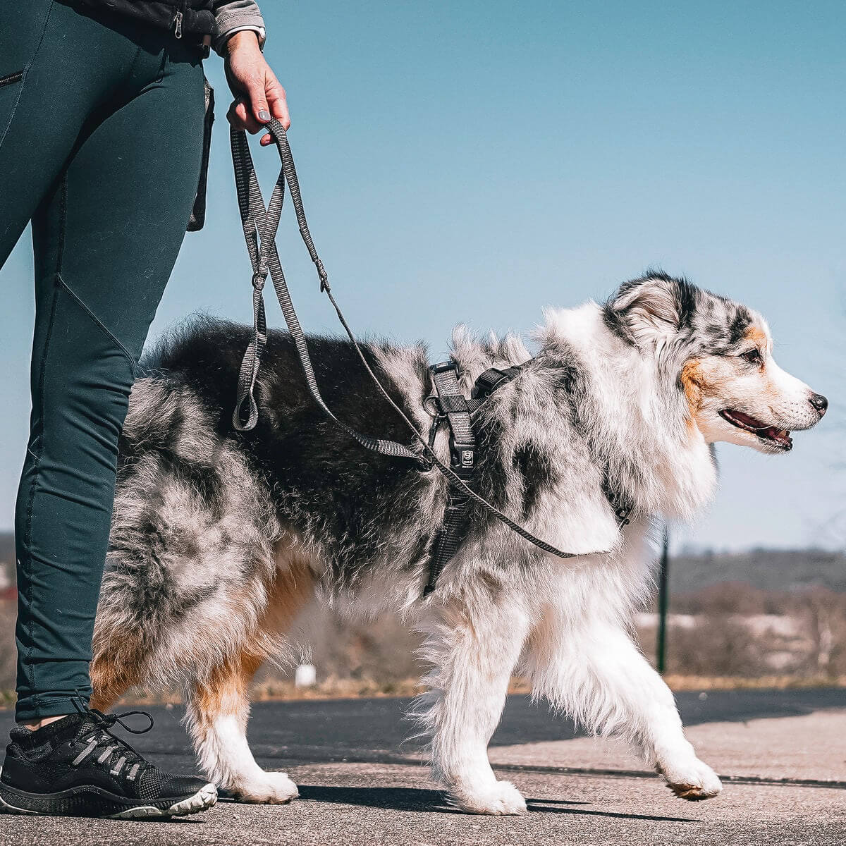 Blue-9 Reflective Multi-Function Leash