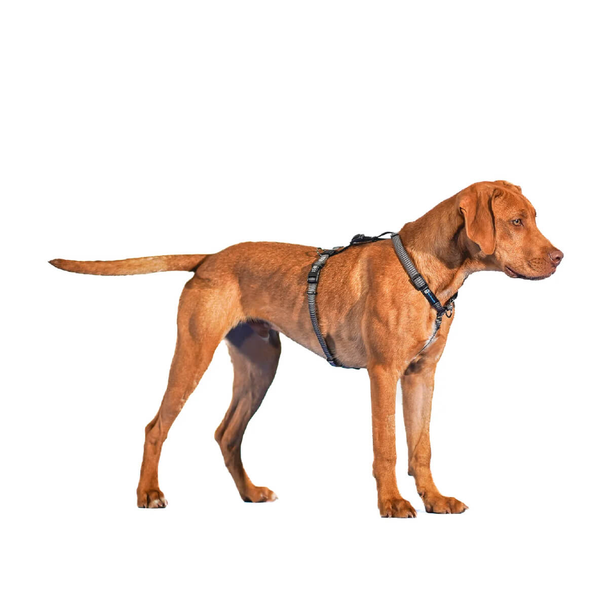 Blue-9 Reflective Balance Harness
