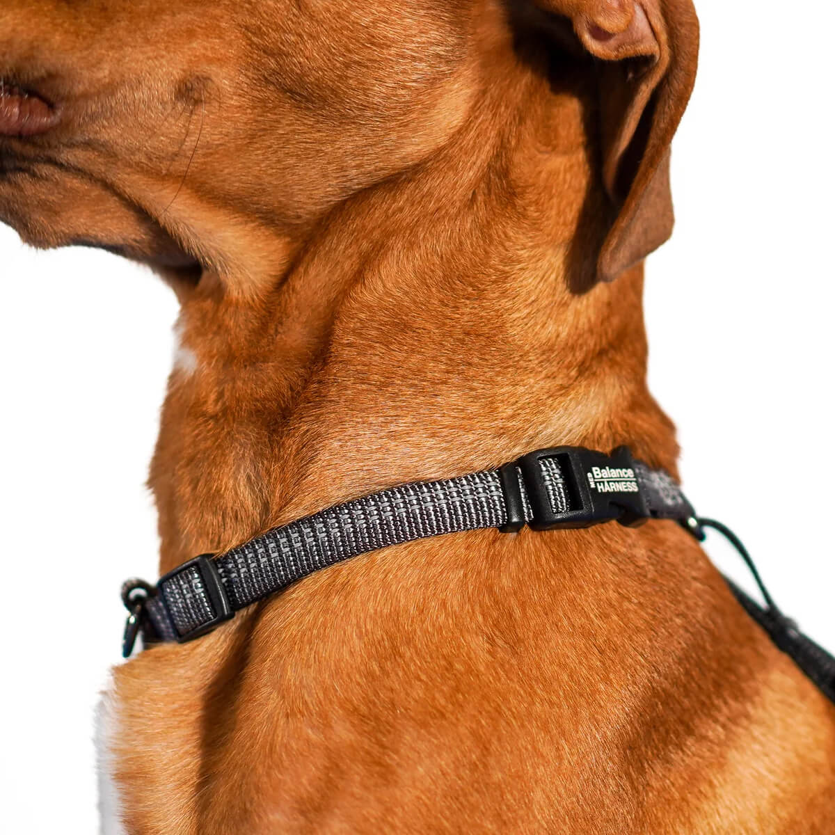 Blue-9 Reflective Balance Harness