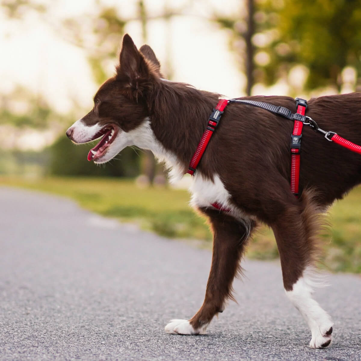 Blue-9 Reflective Balance Harness