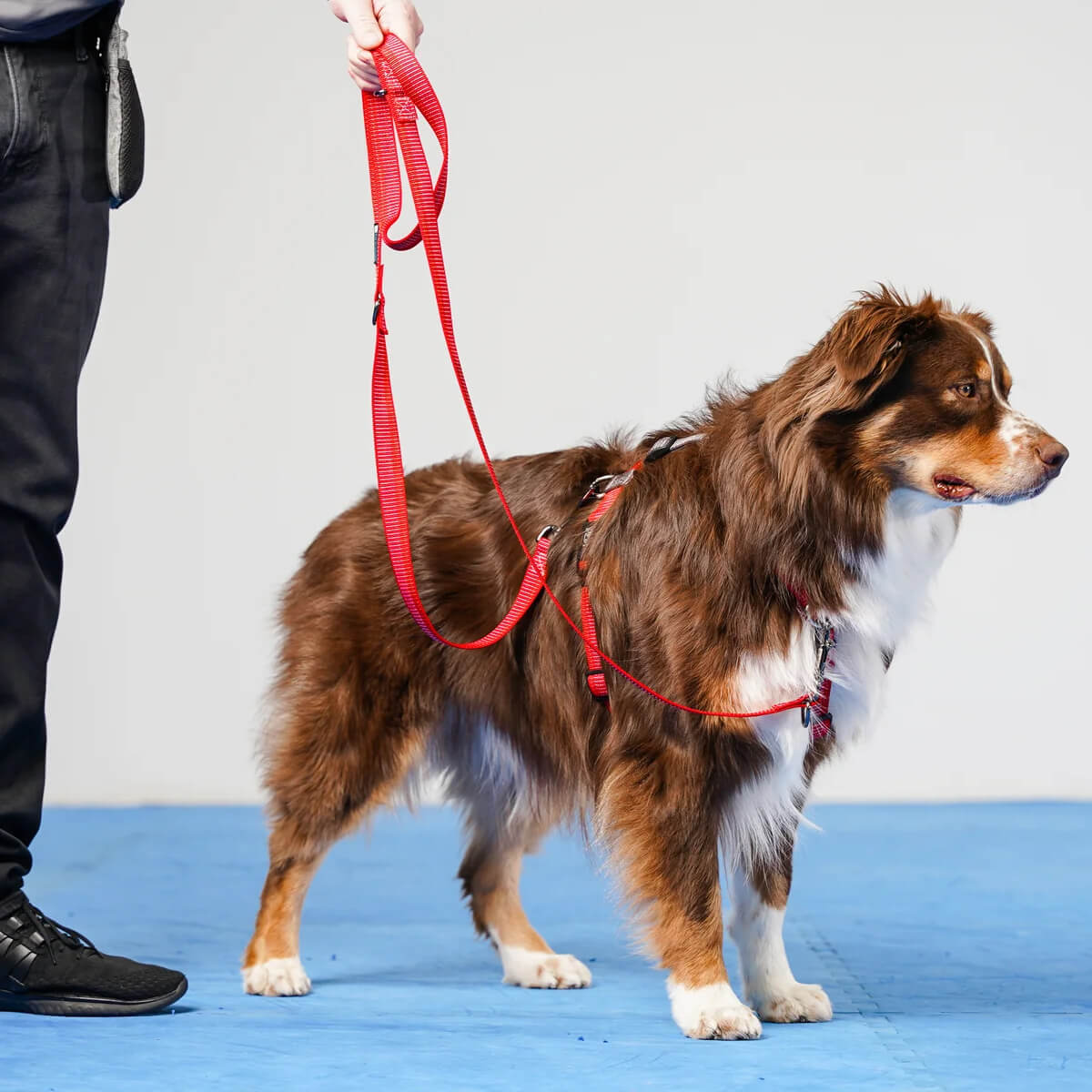 Blue-9 Reflective Balance Harness