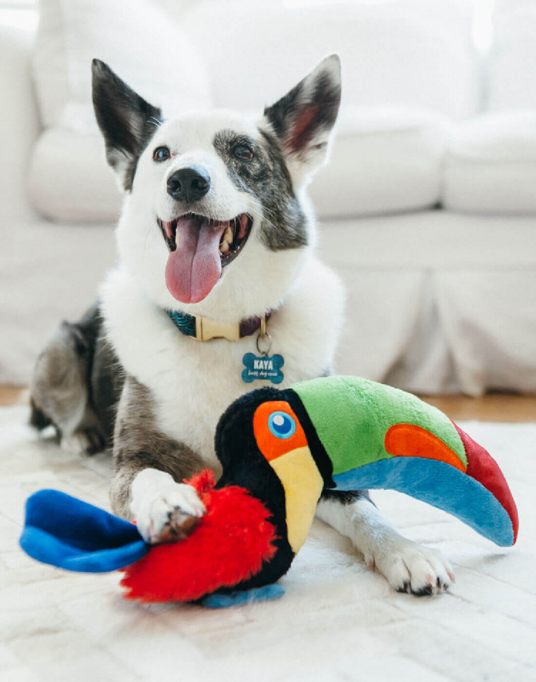 Shop Vanillapup's Pet Toys Collection