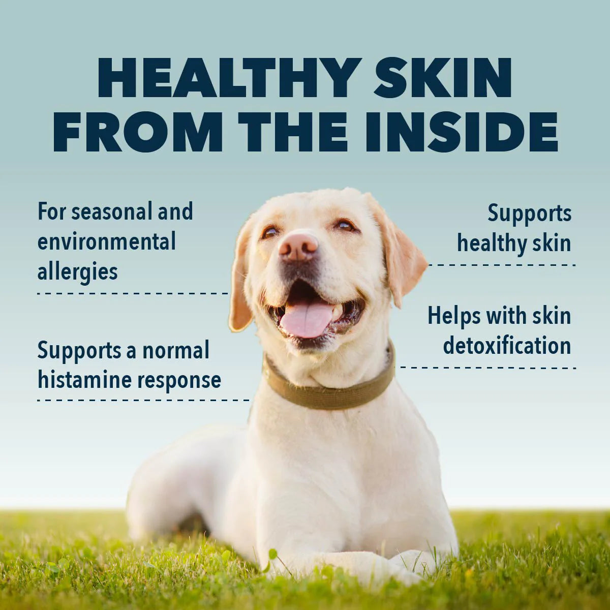 Four Leaf Rover Harmony | Seasonal & Environmental Allergy Support