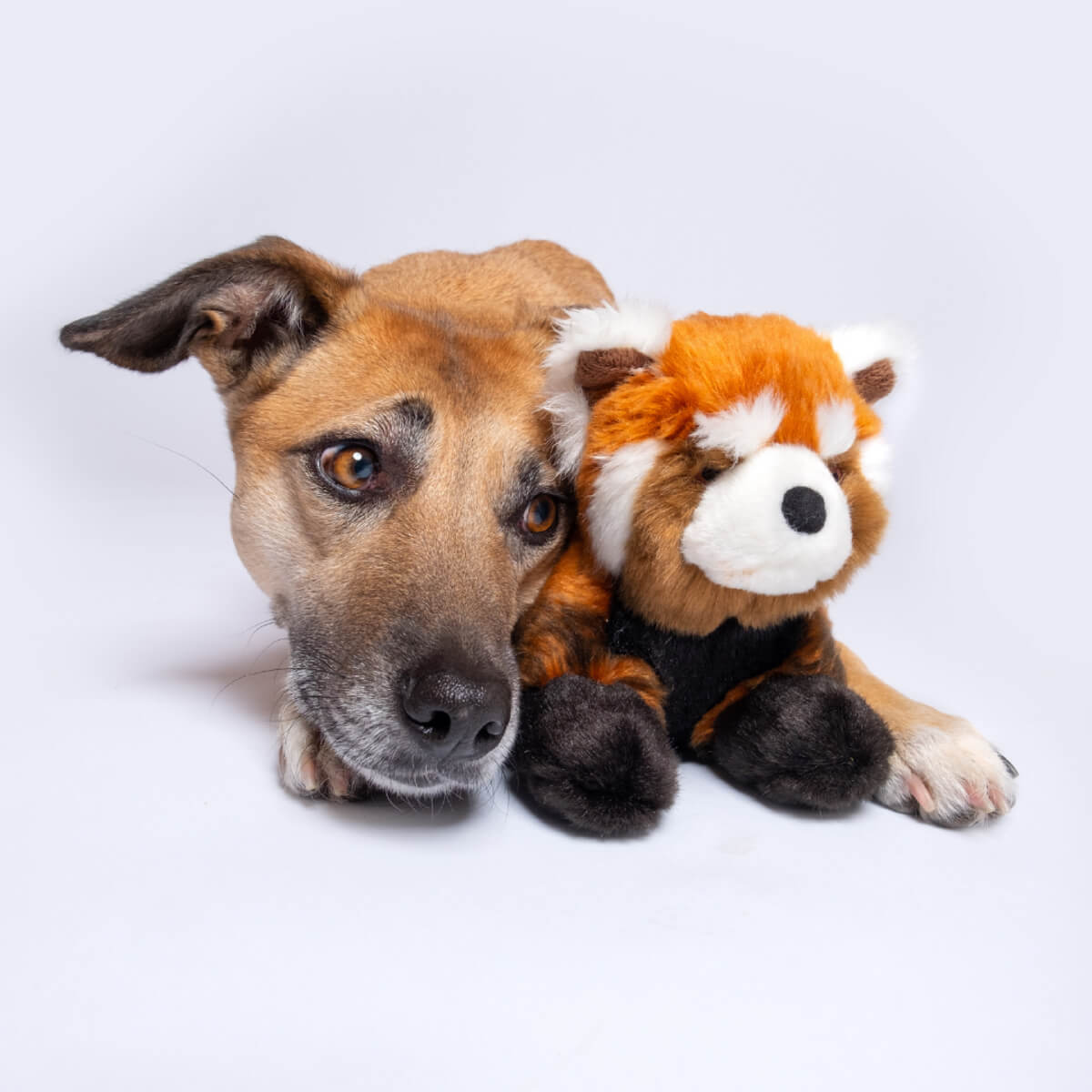 Fluff & Tuff Archie Red Panda