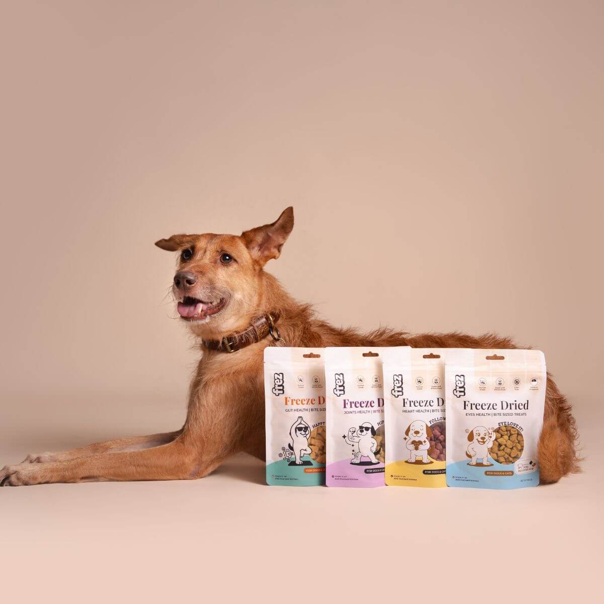 A dog posing with 4 packets of Frez treats.