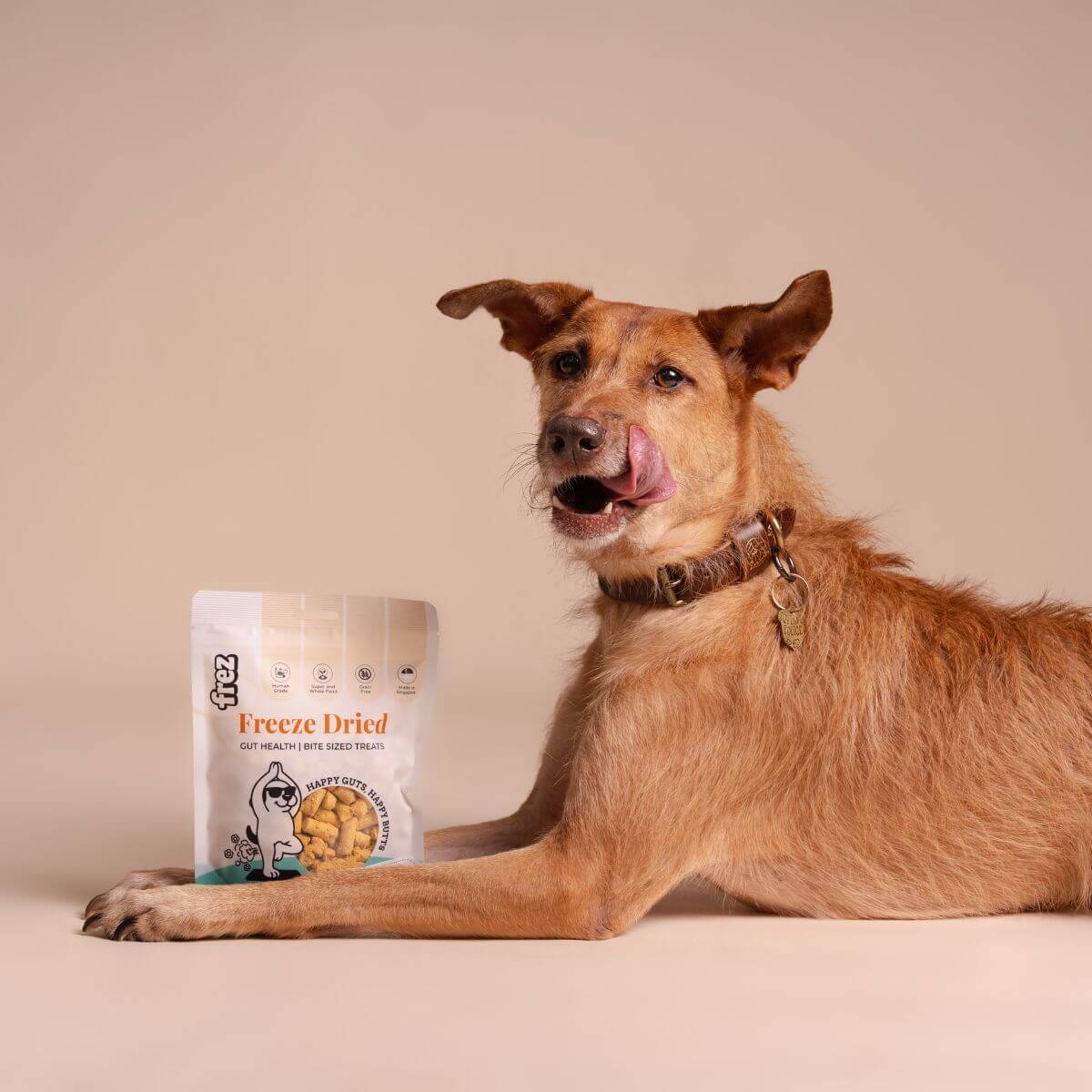 A dog licking its lips and a packet of Frez Guts Health Freeze Dried Duck with Pumpkin & Carrot Treats in front of it.