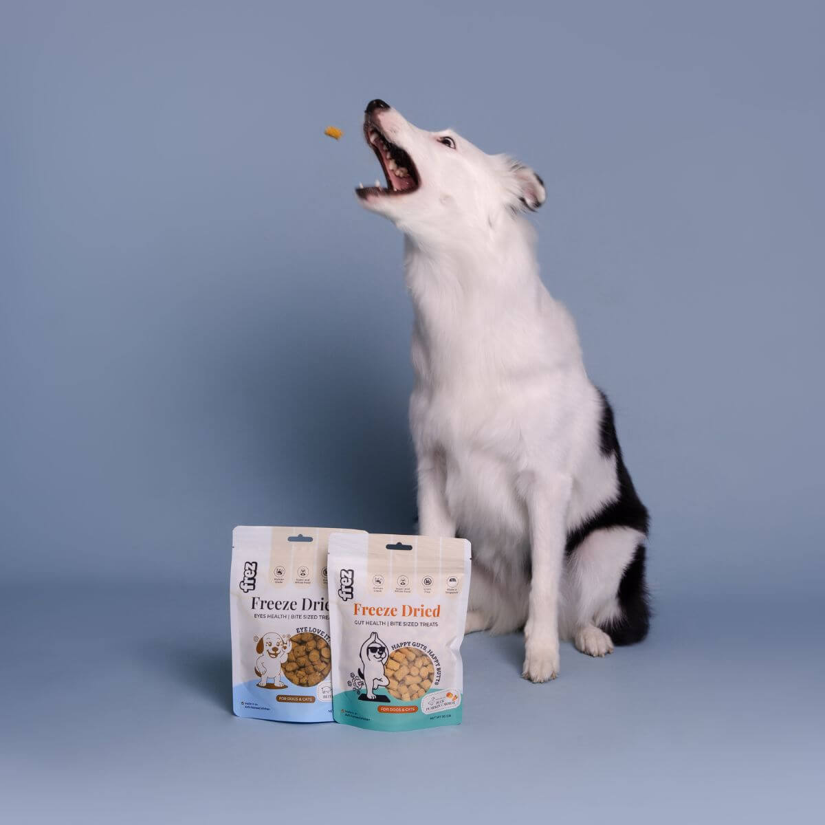 A dog catching a Frez treat midair.