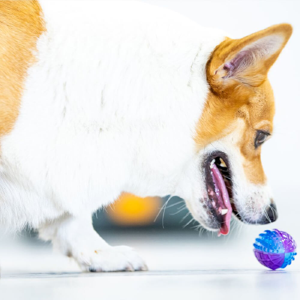 GiGwi Squeaky Rugby Ball