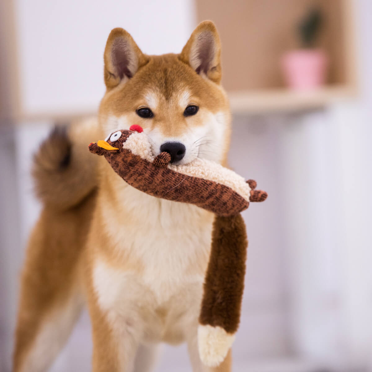 GiGwi Plush Friendz Squirrel with Squeaker