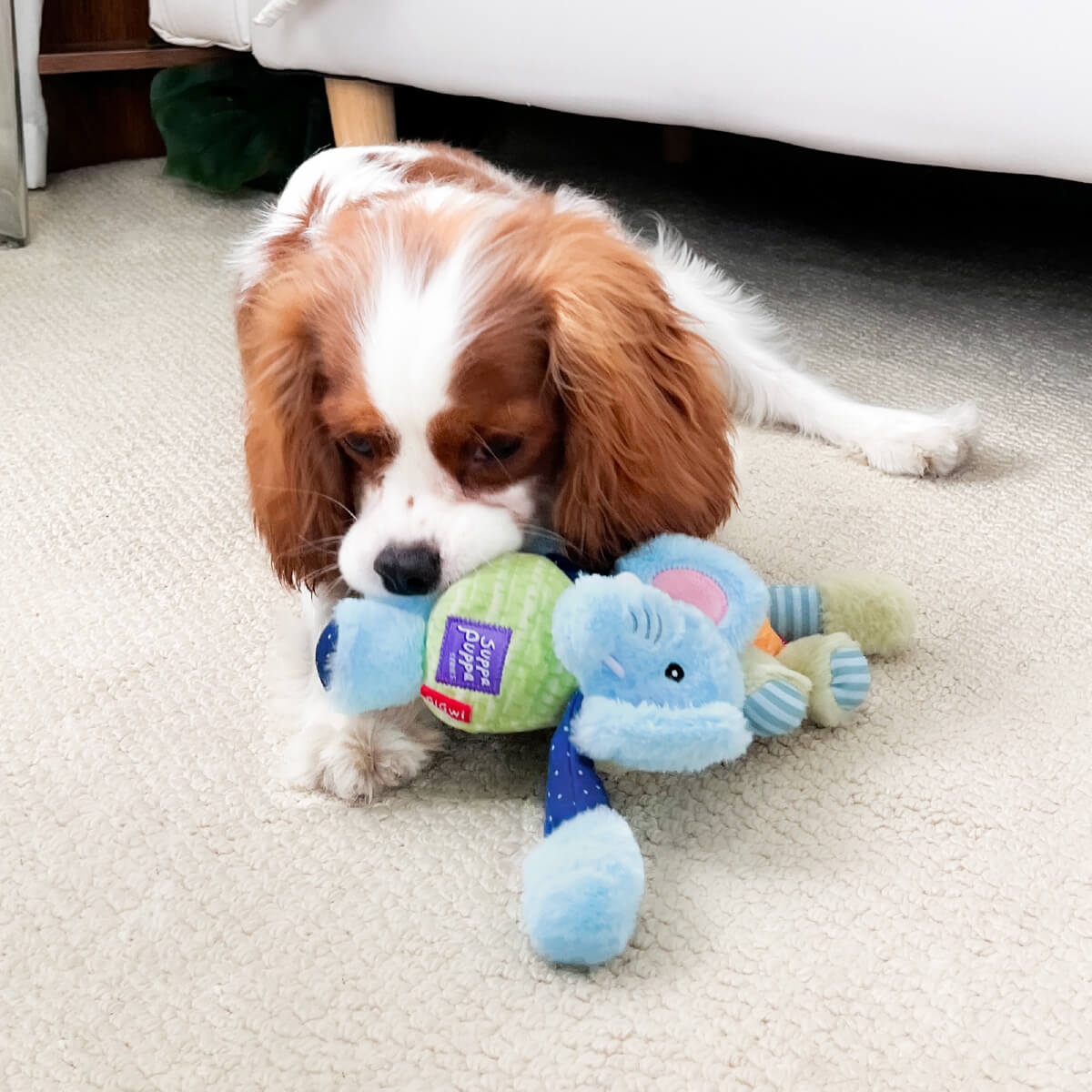 GiGwi Suppa Puppa Plush Toy for Puppies | Elephant with Squeaker