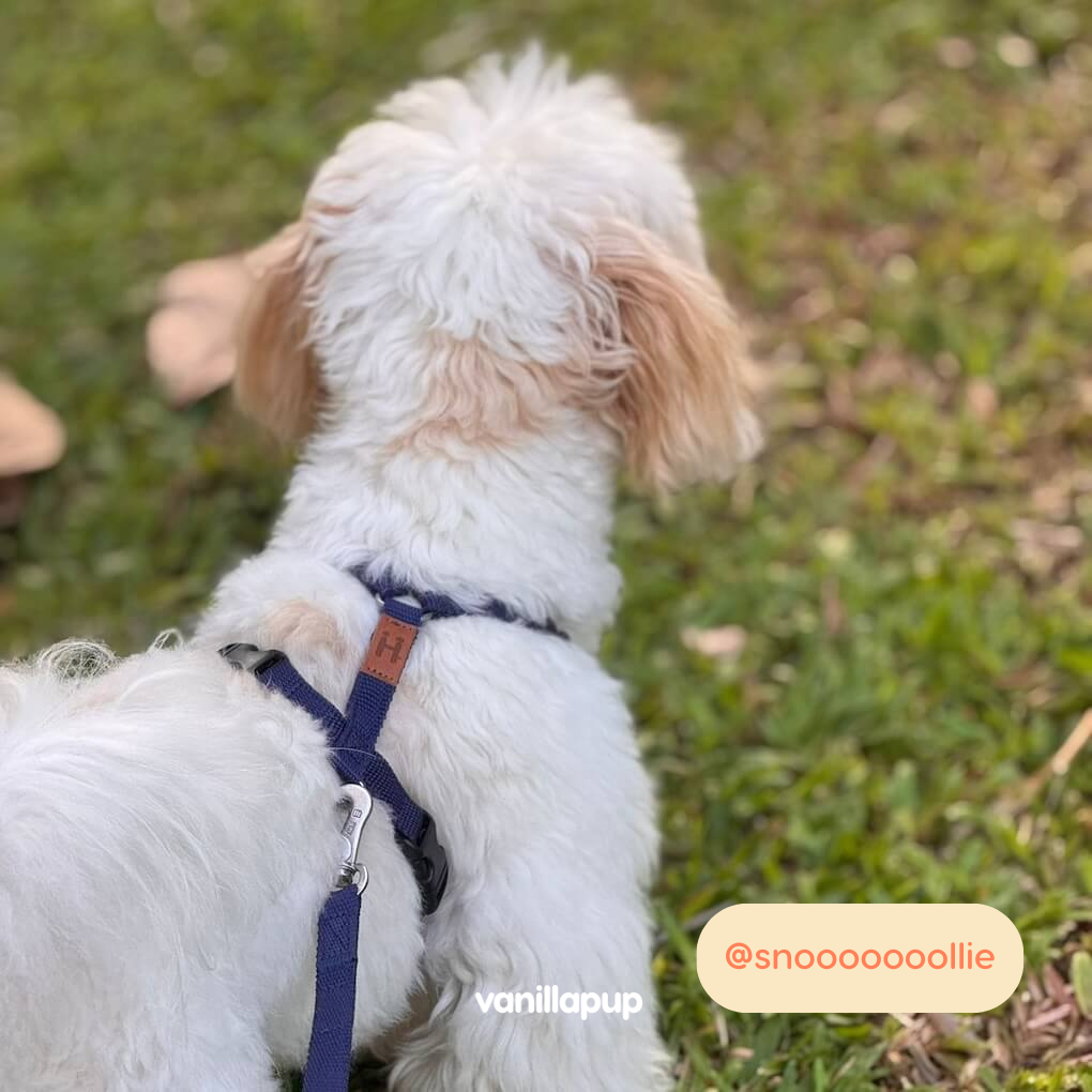 Haqihana Blue Harness