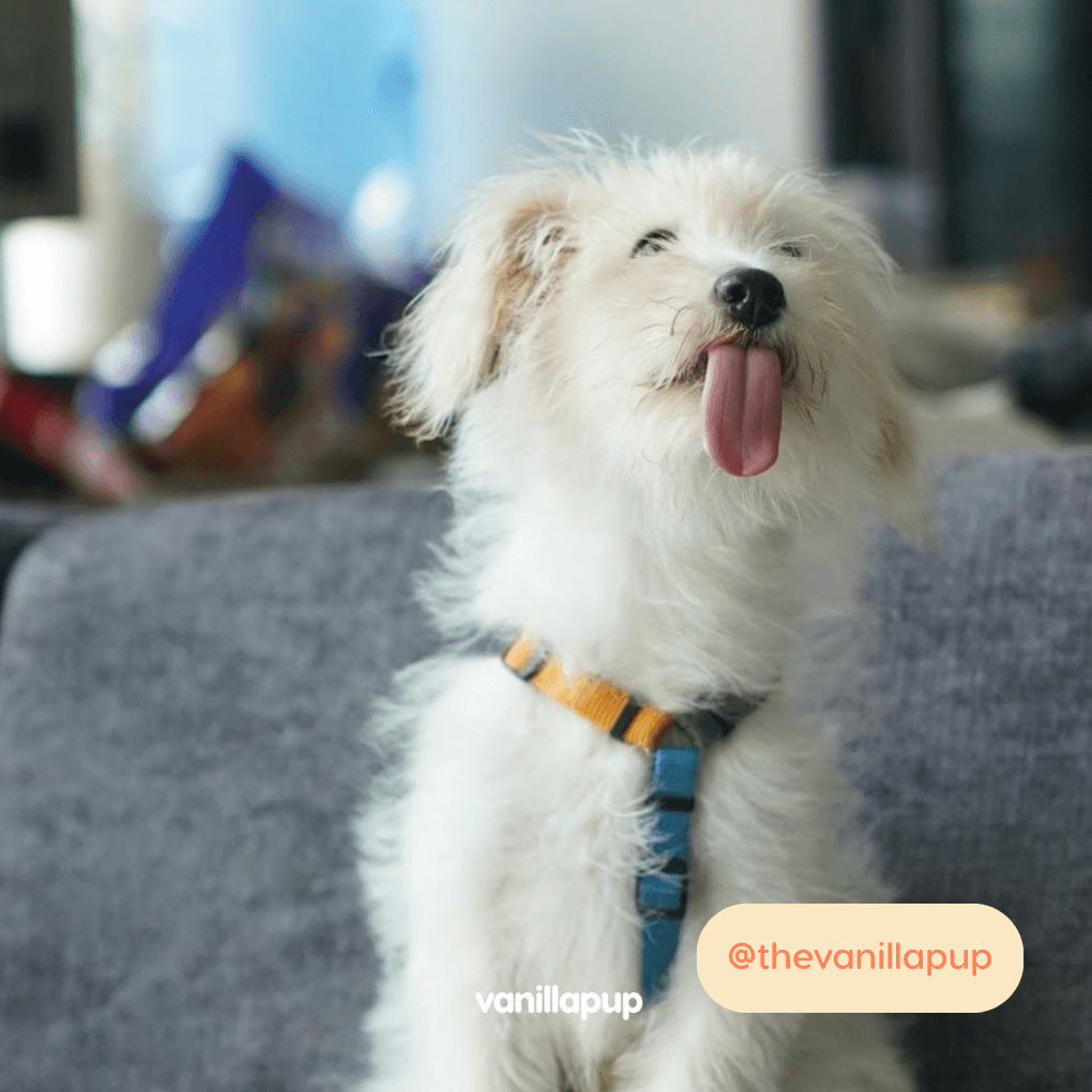 Haqihana Multicolour Harness