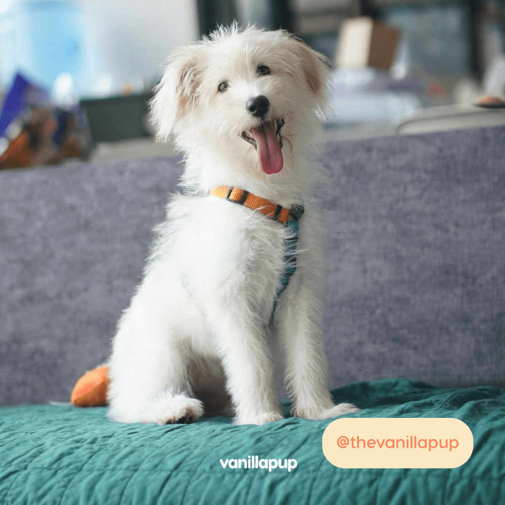 Haqihana Multicolour Harness