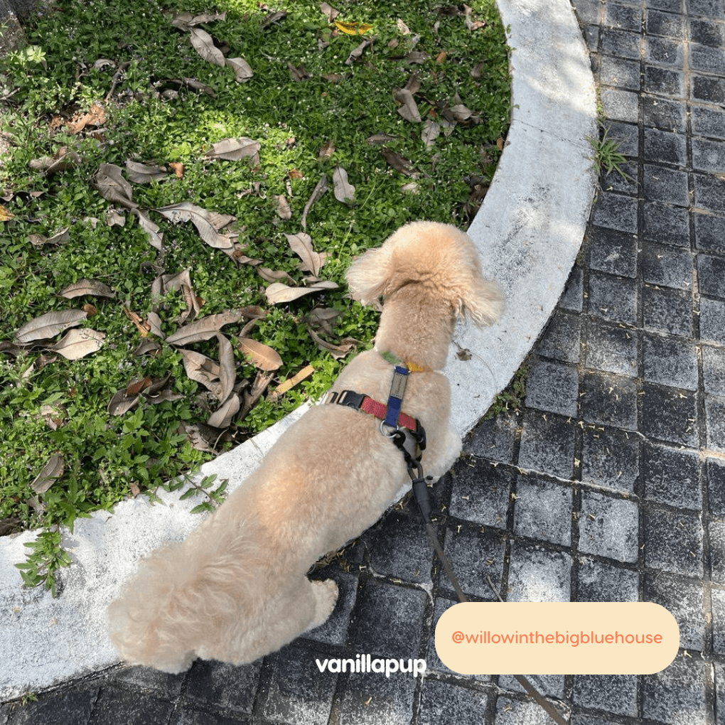 Haqihana Multicolour Harness