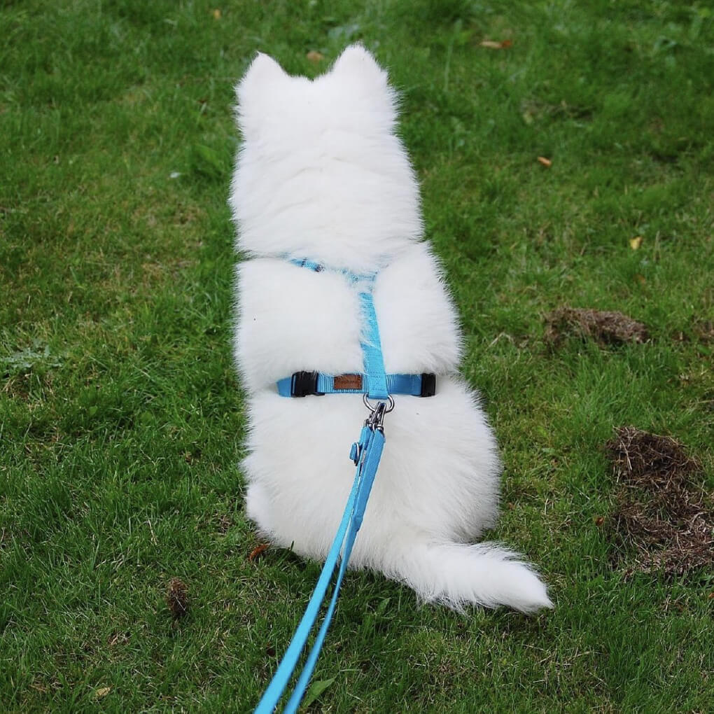 Haqihana Leash - Vanillapup Online Pet Store