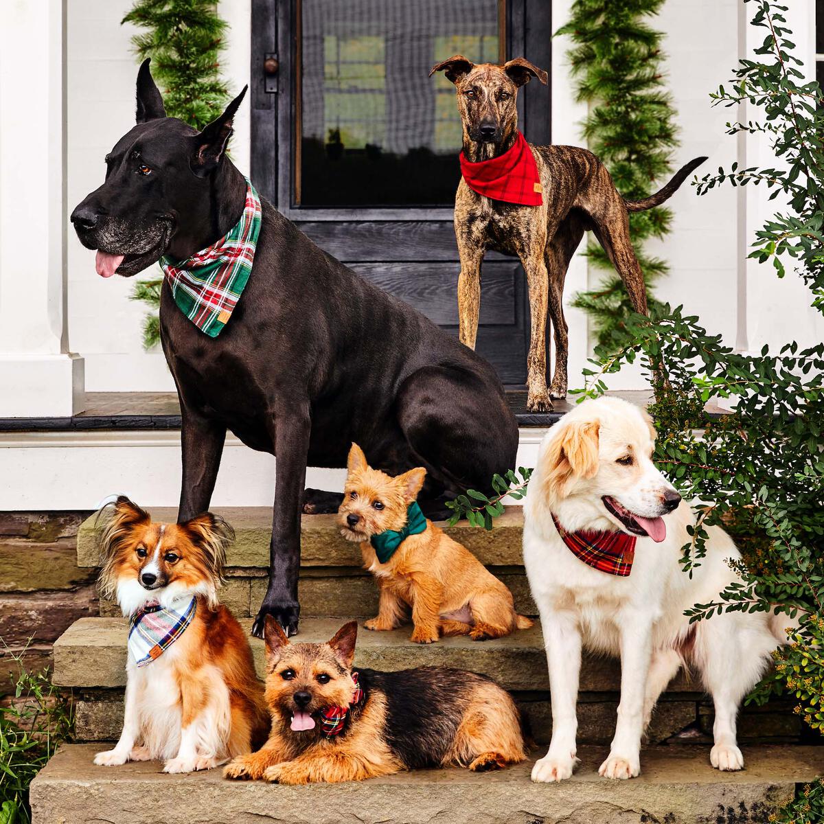 The Foggy Dog Holly Jolly Flannel Bandana