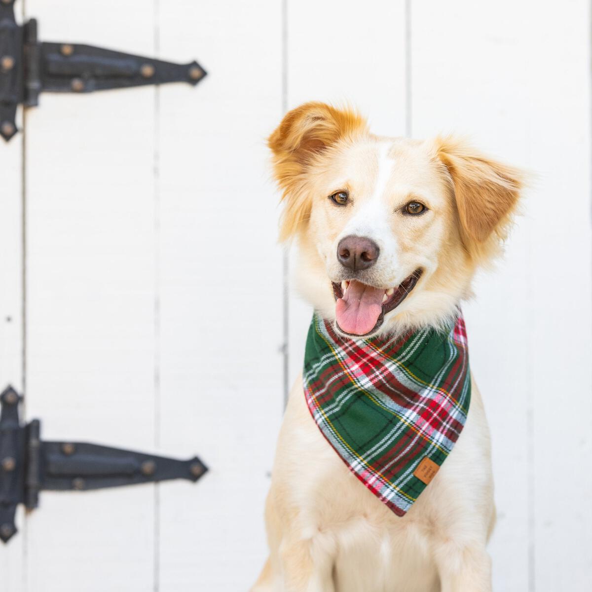 The Foggy Dog Holly Jolly Flannel Bandana