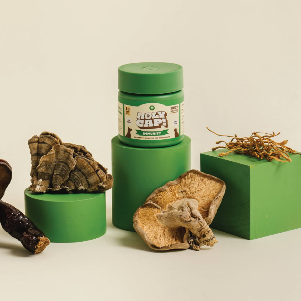 HOLY CAP Mushroom Supplement | Immunity