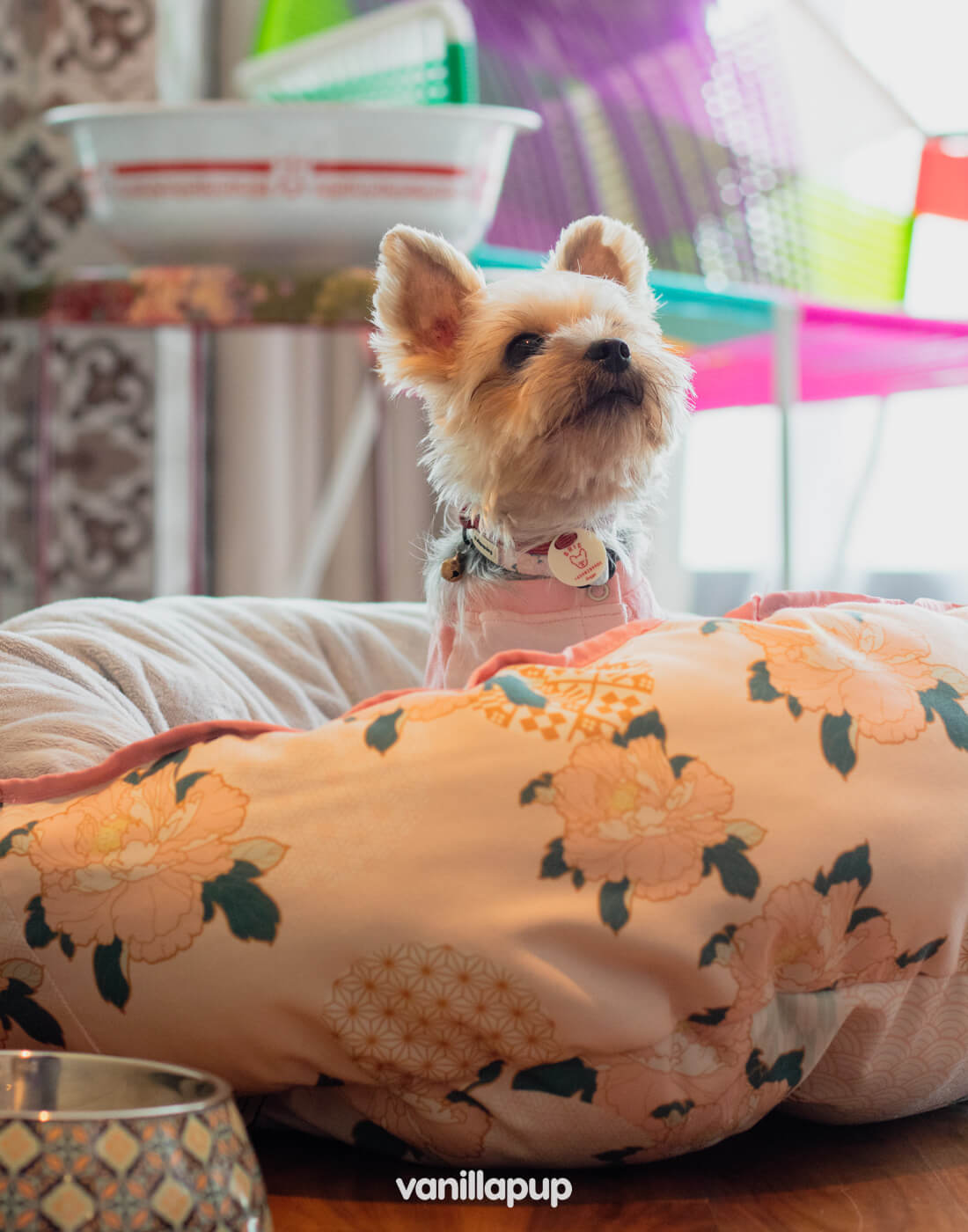 Shop Vanillapup's Dog Beds Collection