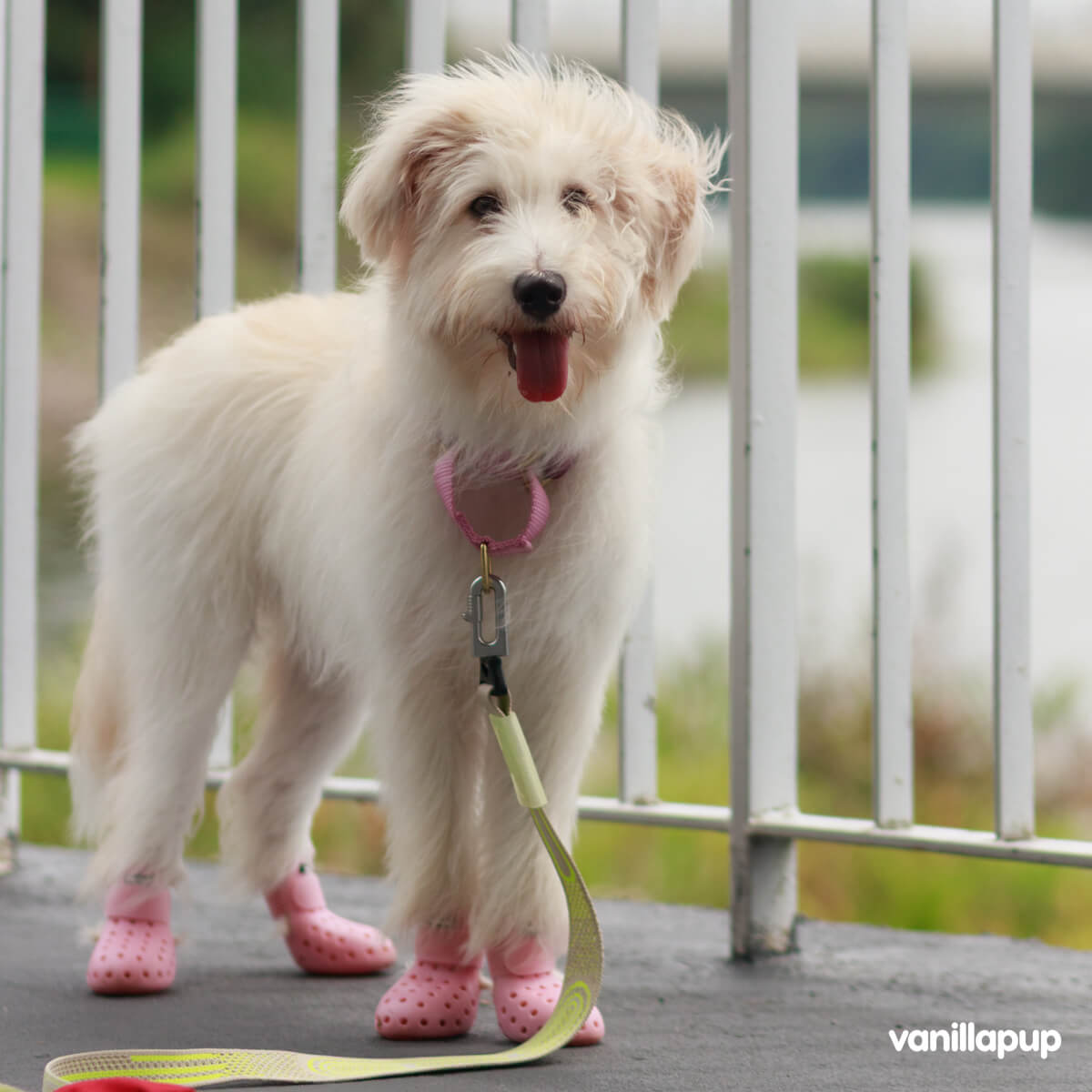 WagWellies® Mojave