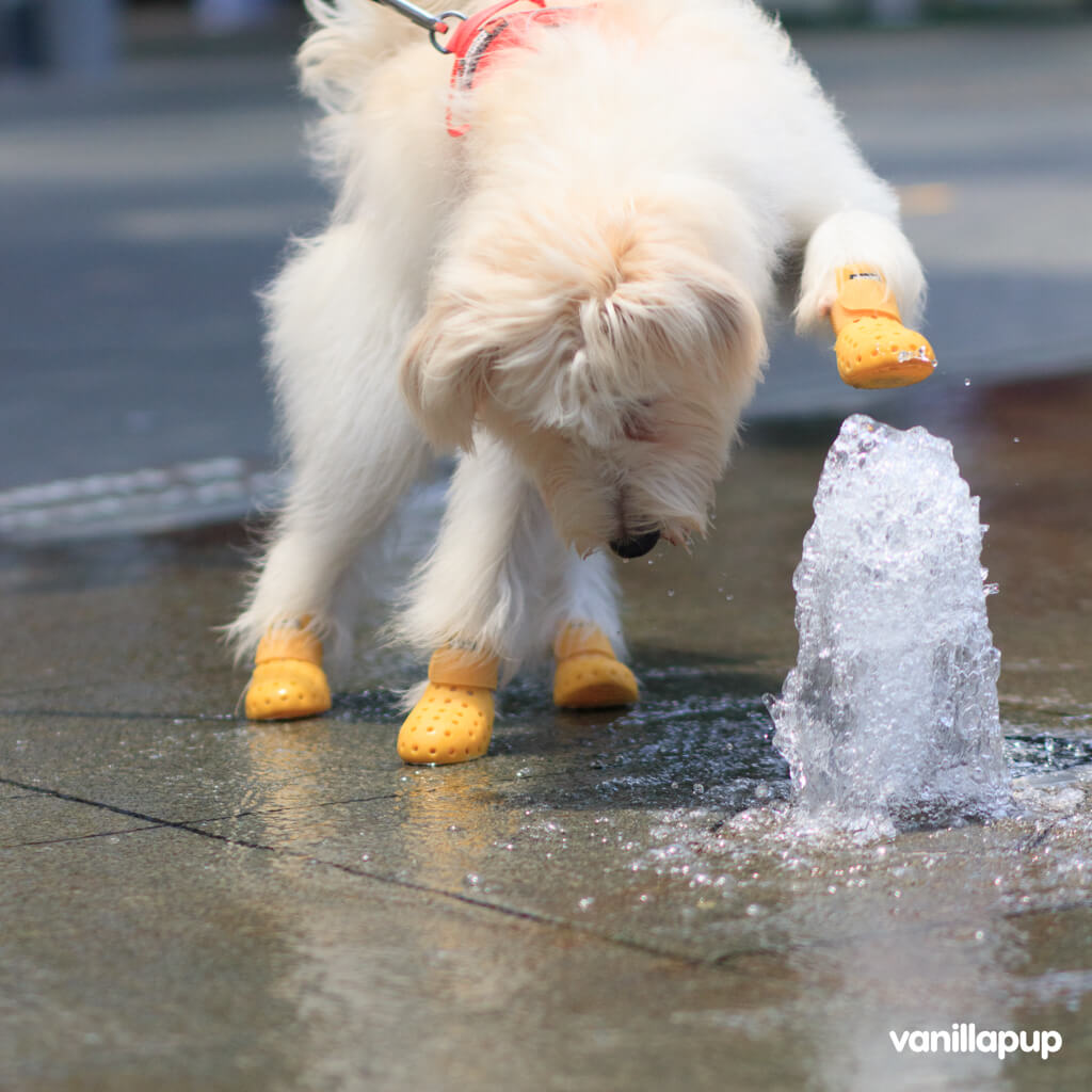 WagWellies® Mojave