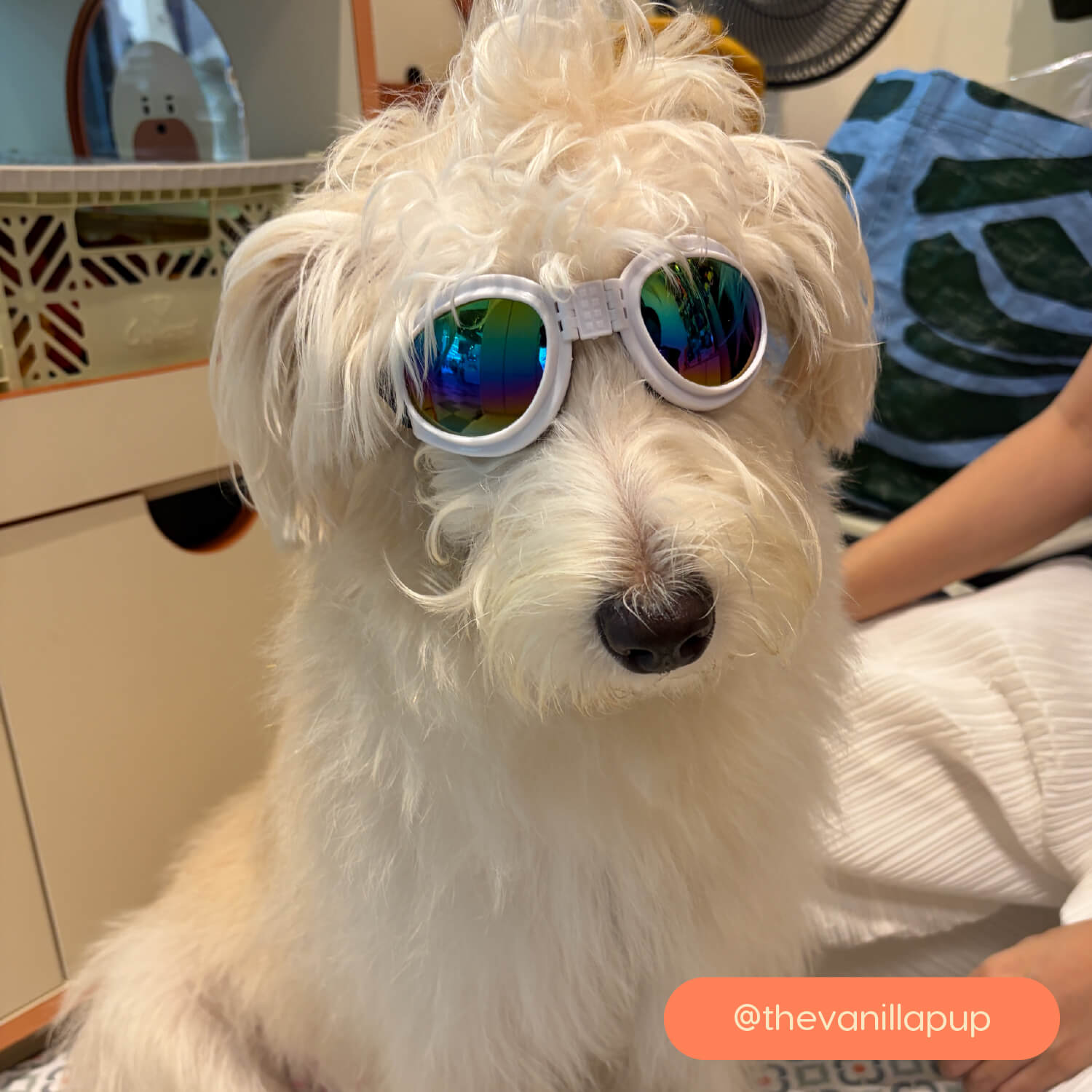 K9 Sport Shades, Dog Goggles