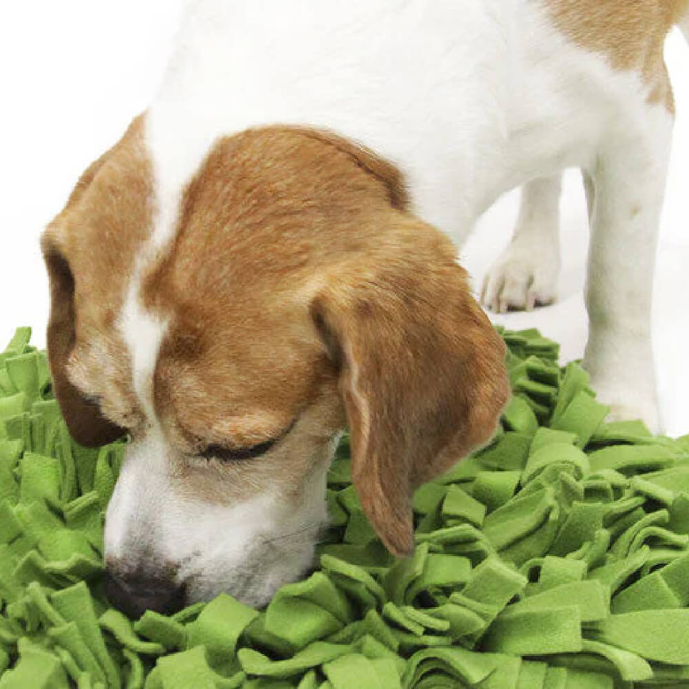 Knauder's Best Schnuffelrasen, the Sniffer Lawn