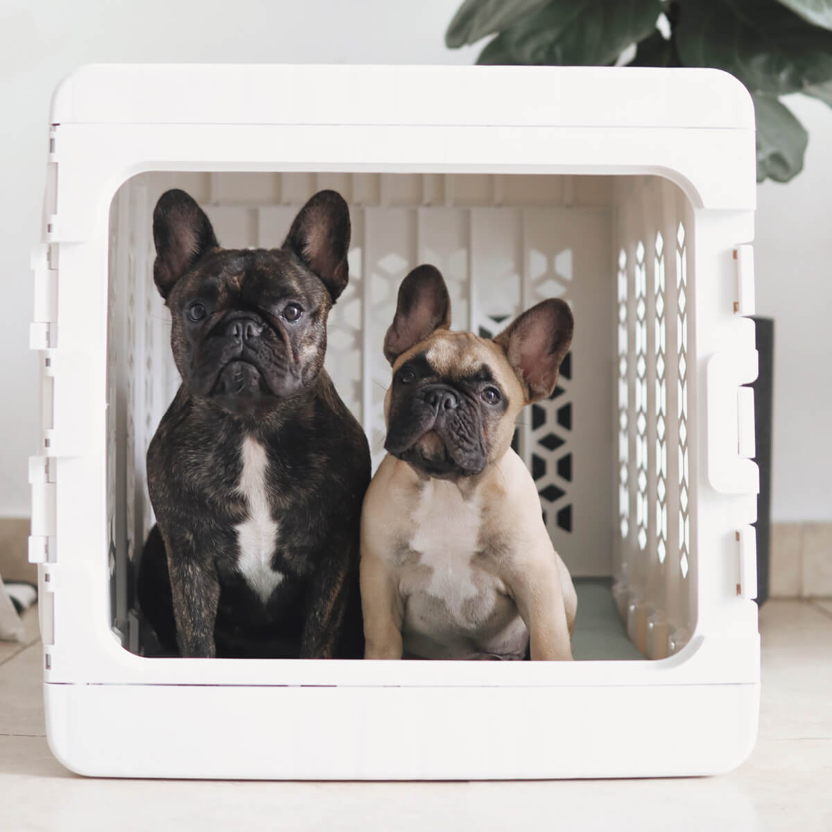 PAWD® Collapsible Plastic Pet Crate