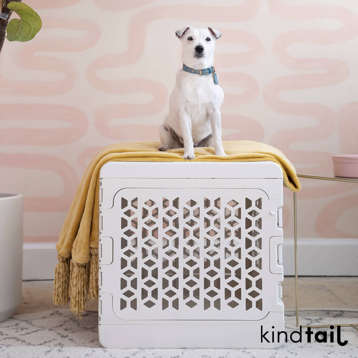 PAWD® Collapsible Plastic Pet Crate